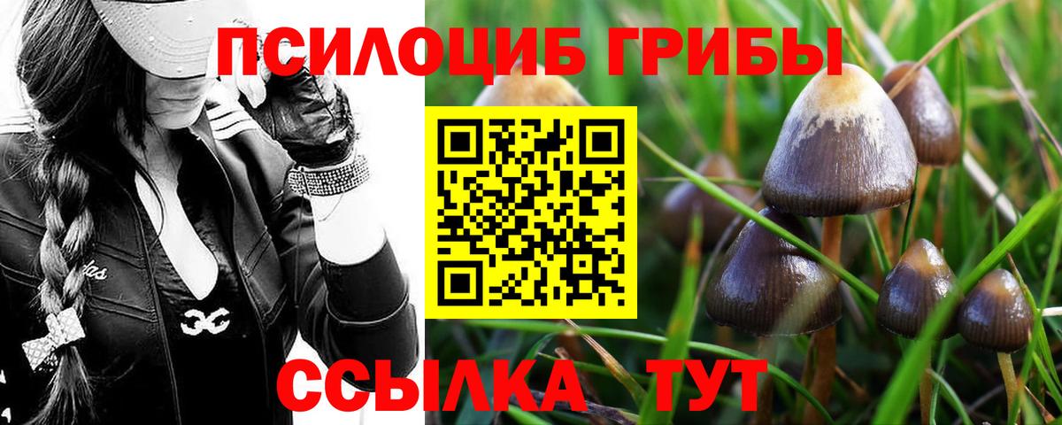 Псилоцибиновые грибы Psilocybine cubensis Чусовой